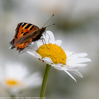 Buy canvas prints of Graceful Butterfly on Pollinated Daisy by tammy mellor