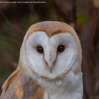 Buy canvas prints of Majestic Barn Owl by tammy mellor