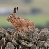 Buy canvas prints of Majestic Hare Surveying the Moorland by tammy mellor