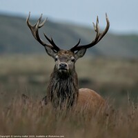Buy canvas prints of Majestic Red Deer Stag in Staffordshire Moorlands by tammy mellor