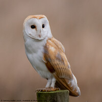 Buy canvas prints of Majestic Barn Owl by tammy mellor