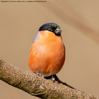 Buy canvas prints of Vibrant Bullfinch on Branch by tammy mellor