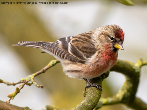 Delicate Redpoll Alights Picture Board by tammy mellor