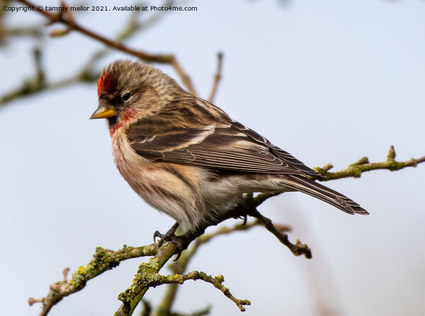 Delicate Redpoll Poses Majestically Picture Board by tammy mellor