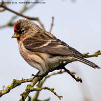 Buy canvas prints of Delicate Redpoll Poses Majestically by tammy mellor