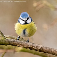 Buy canvas prints of The Majestic Bluetit by tammy mellor