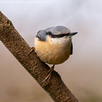 Buy canvas prints of Majestic Nuthatch on a Staffordshire Moorlands Bra by tammy mellor