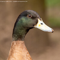 Buy canvas prints of close up of  a duck by tammy mellor