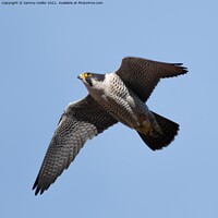 Buy canvas prints of Majestic Peregrine Falcon Hunting by tammy mellor