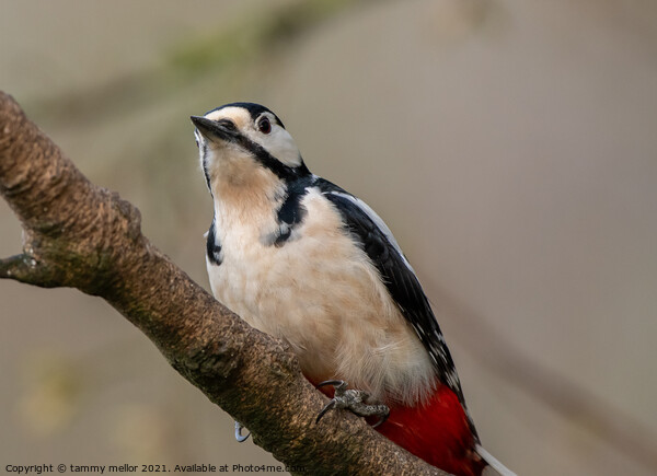 Majestic Woodpecker in its Natural Habitat Picture Board by tammy mellor