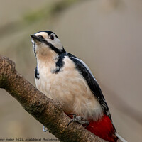 Buy canvas prints of Majestic Woodpecker in its Natural Habitat by tammy mellor
