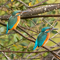 Buy canvas prints of Majestic Kingfishers in their Natural Habitat by tammy mellor