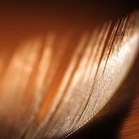 Buy canvas prints of Brown feather macro close-up by Marian van Bolhuis