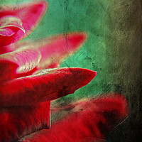 Buy canvas prints of Grunge rose by Marian van Bolhuis