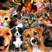 Buy canvas prints of Cats and Dogs by OTIS PORRITT