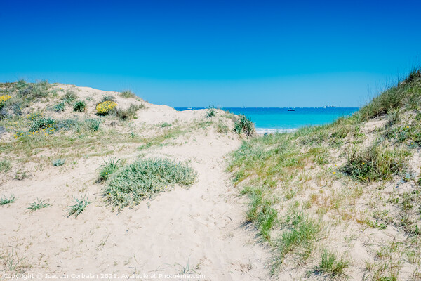 Sand dunes with plants by the sea in a protected natural area in Picture Board by Joaquin Corbalan
