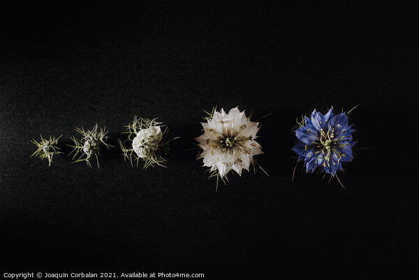 Progression of a flower in phases and stages from its bud to its Picture Board by Joaquin Corbalan