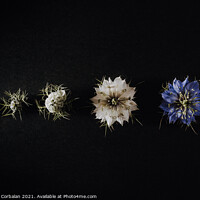 Buy canvas prints of Progression of a flower in phases and stages from its bud to its by Joaquin Corbalan