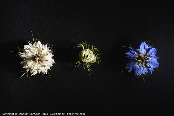 Delicate flowers viewed from above in flat lay isolated on black Picture Board by Joaquin Corbalan