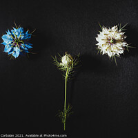 Buy canvas prints of Two small white and purple flowers arranged on a black table in  by Joaquin Corbalan