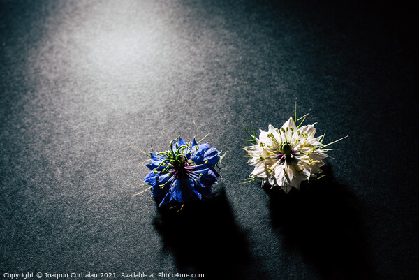 Two small white and purple flowers arranged on a black table in  Picture Board by Joaquin Corbalan