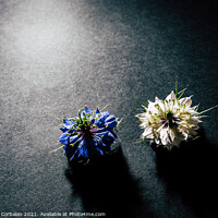 Buy canvas prints of Two small white and purple flowers arranged on a black table in  by Joaquin Corbalan
