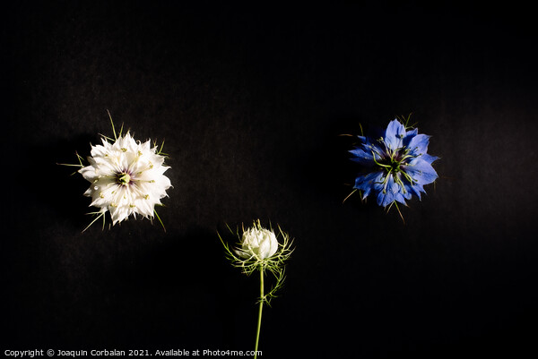 Artistic composition of wild flowers isolated on black backgroun Picture Board by Joaquin Corbalan