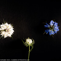 Buy canvas prints of Artistic composition of wild flowers isolated on black backgroun by Joaquin Corbalan