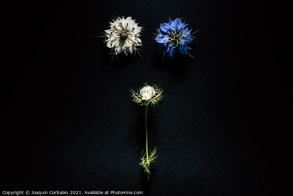 Artistic composition of wild flowers isolated on black backgroun Picture Board by Joaquin Corbalan
