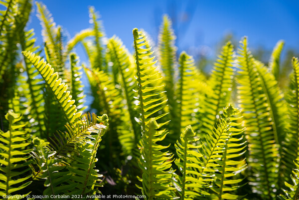 Lush fern leaves cooled by dew with the morning sun in the backg Picture Board by Joaquin Corbalan