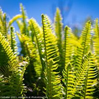 Buy canvas prints of Lush fern leaves cooled by dew with the morning sun in the backg by Joaquin Corbalan