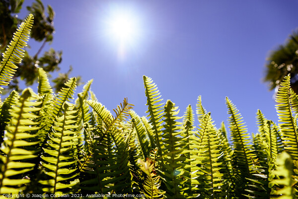 Ferns in the sun suffer the consequences of climate change. Picture Board by Joaquin Corbalan