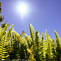 Buy canvas prints of Ferns in the sun suffer the consequences of climate change. by Joaquin Corbalan