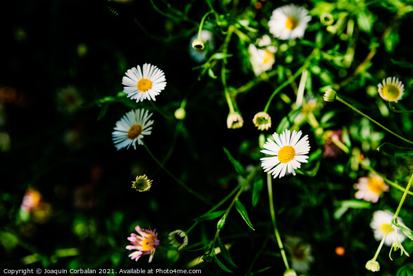 Fresh wild chamomile flowers with a dark background during sprin Picture Board by Joaquin Corbalan