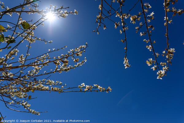 Almond blossoms in intense summer sunshine, seen against the blu Picture Board by Joaquin Corbalan