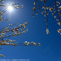 Buy canvas prints of Almond blossoms in intense summer sunshine, seen against the blu by Joaquin Corbalan
