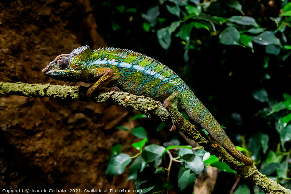 A chameleon, Furcifer pardalis, rests on a branch at sunset. Picture Board by Joaquin Corbalan