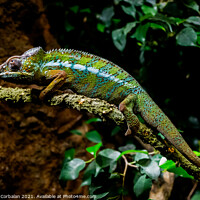 Buy canvas prints of A chameleon, Furcifer pardalis, rests on a branch at sunset. by Joaquin Corbalan