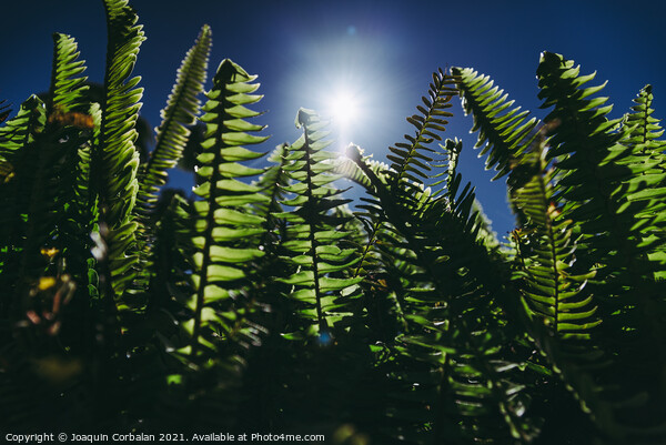 Ferns in the sun suffer the consequences of climate change. Picture Board by Joaquin Corbalan
