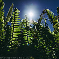 Buy canvas prints of Ferns in the sun suffer the consequences of climate change. by Joaquin Corbalan