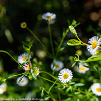 Buy canvas prints of Fresh wild chamomile flowers with a dark background during sprin by Joaquin Corbalan