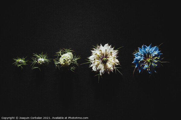 Elegant artistic backdrop of flowers isolated on black backgroun Picture Board by Joaquin Corbalan