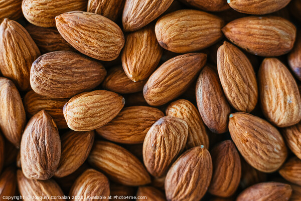 Prunus dulcis nut, almond, rich in phosphorus, vitamin E and pro Picture Board by Joaquin Corbalan