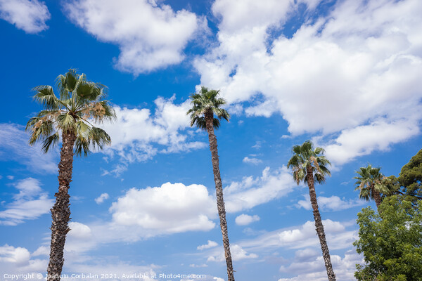 Tropical palm trees in the background of a blue sky with summery Picture Board by Joaquin Corbalan