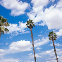 Buy canvas prints of Tropical palm trees in the background of a blue sky with summery by Joaquin Corbalan