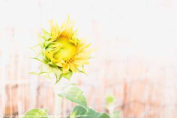 A garden dwarf sunflower with a diaphanous background Picture Board by Joaquin Corbalan
