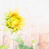 Buy canvas prints of A garden dwarf sunflower with a diaphanous background by Joaquin Corbalan