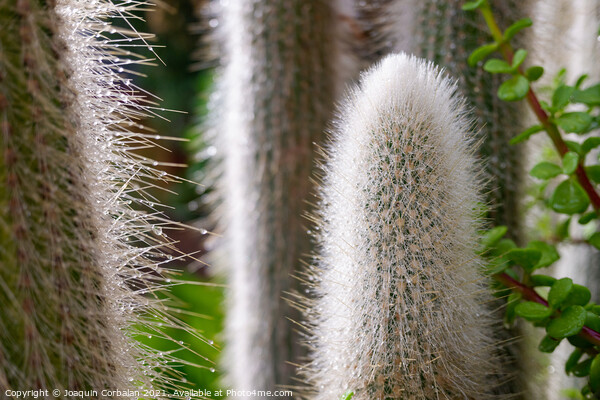 Spikes of a white cactus with raindrops in the fall. Picture Board by Joaquin Corbalan