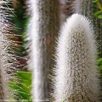 Buy canvas prints of Spikes of a white cactus with raindrops in the fall. by Joaquin Corbalan