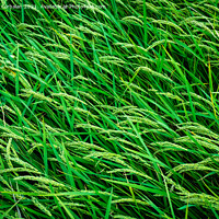 Buy canvas prints of Beautiful rice fields seen from above, sustainable agriculture. by Joaquin Corbalan